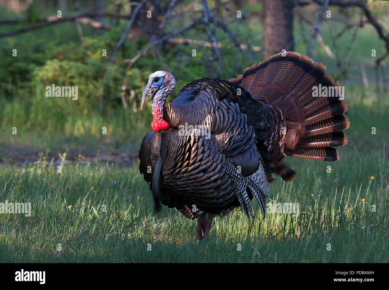 Östlichen wilde Türkei männlich (Meleagris gallopavo) in voller strutting Anzeige gehen durch einen grünen Wiese in Kanada Stockfoto