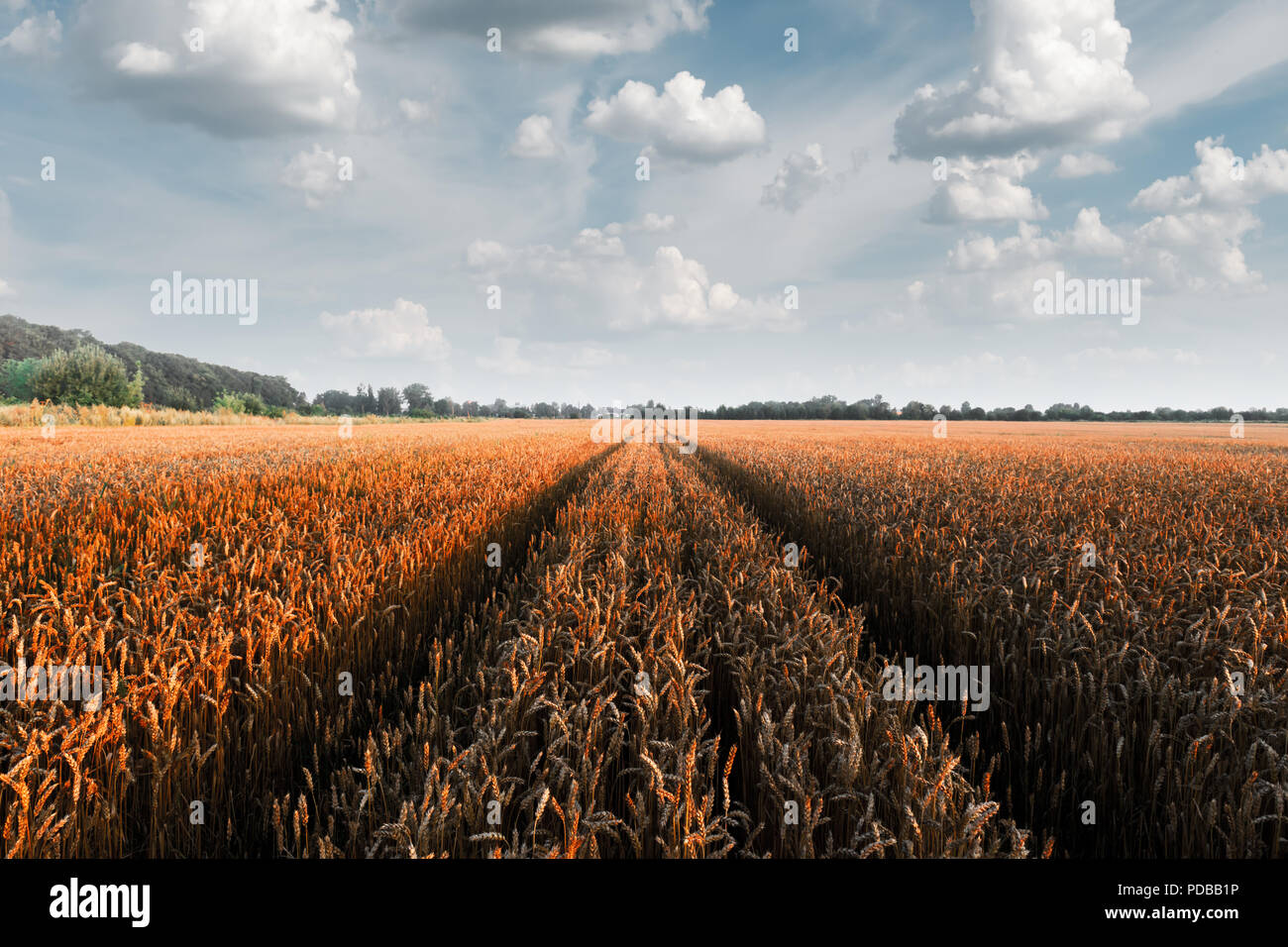Goldene Weizen Feld gegen den blauen Himmel Hintergrund Reif Stockfoto