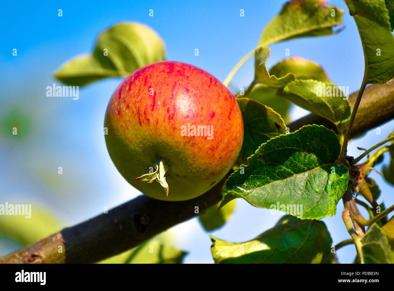Ein Apfel ist ein süßes, essbare Früchte, die von einem Apfelbaum (Malus Pumila). Stockfoto