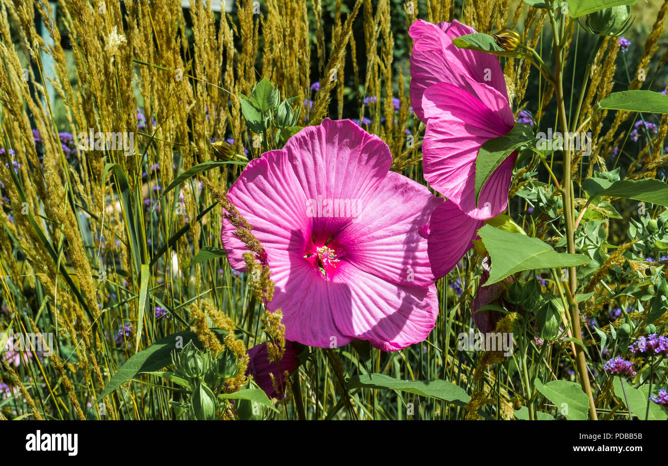 Hibiskus ist eine Gattung von Blütenpflanzen in der Malve Familie Malvaceae. Stockfoto