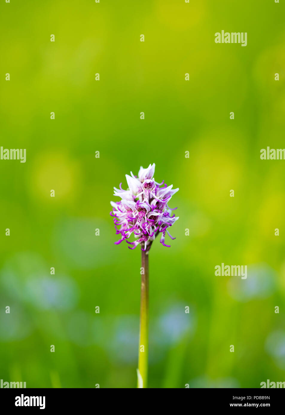 Eine seltene Monkey Orchid (Orchis Simia) im Park Gate nach unten Naturschutzgebiet in Kent. Stockfoto