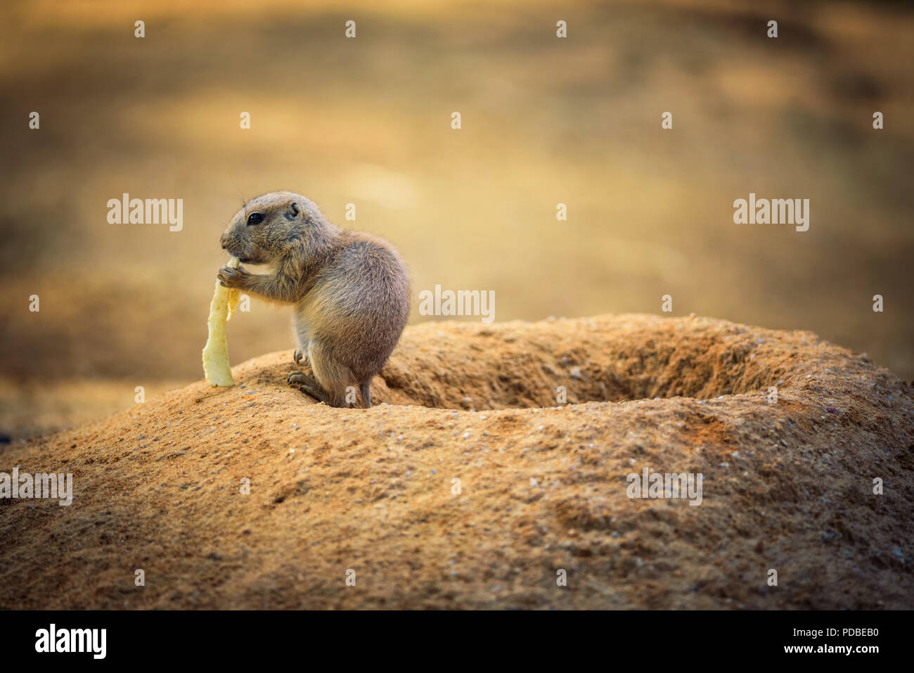 Baby prairie dog Fütterung in seiner Höhle Stockfoto