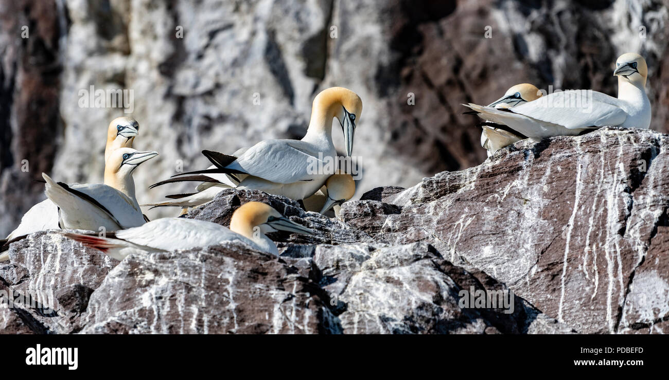 Verschachtelung Basstölpel Stockfoto