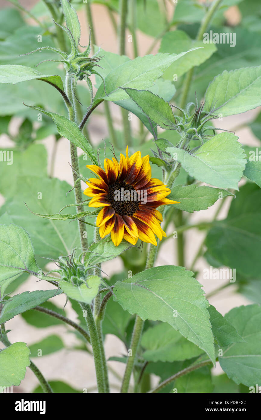 Feuerring Sonnenblume Stockfotos Und Bilder Kaufen Alamy
