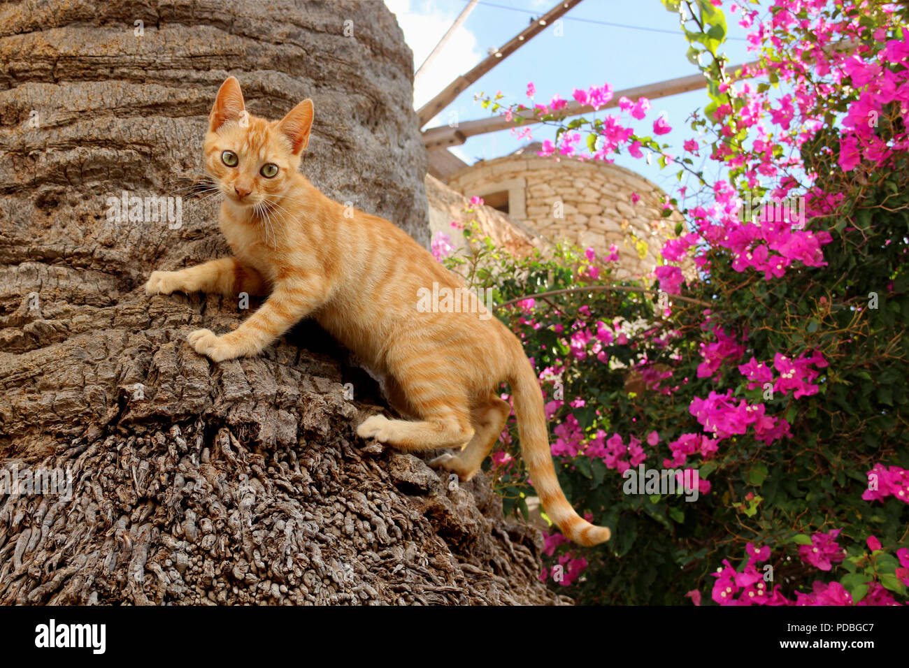 Junge Hauskatze, Ingwer, auf einen Baum Stockfoto