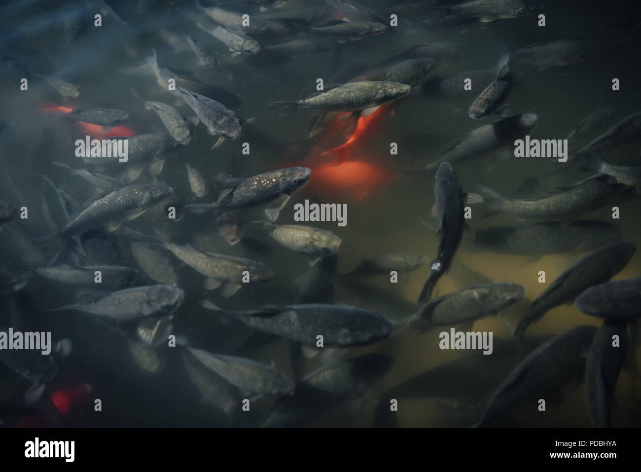 Erhöhten Blick auf große Herde von roten und schwarzen Karpfen schwimmen im Wasser Stockfoto