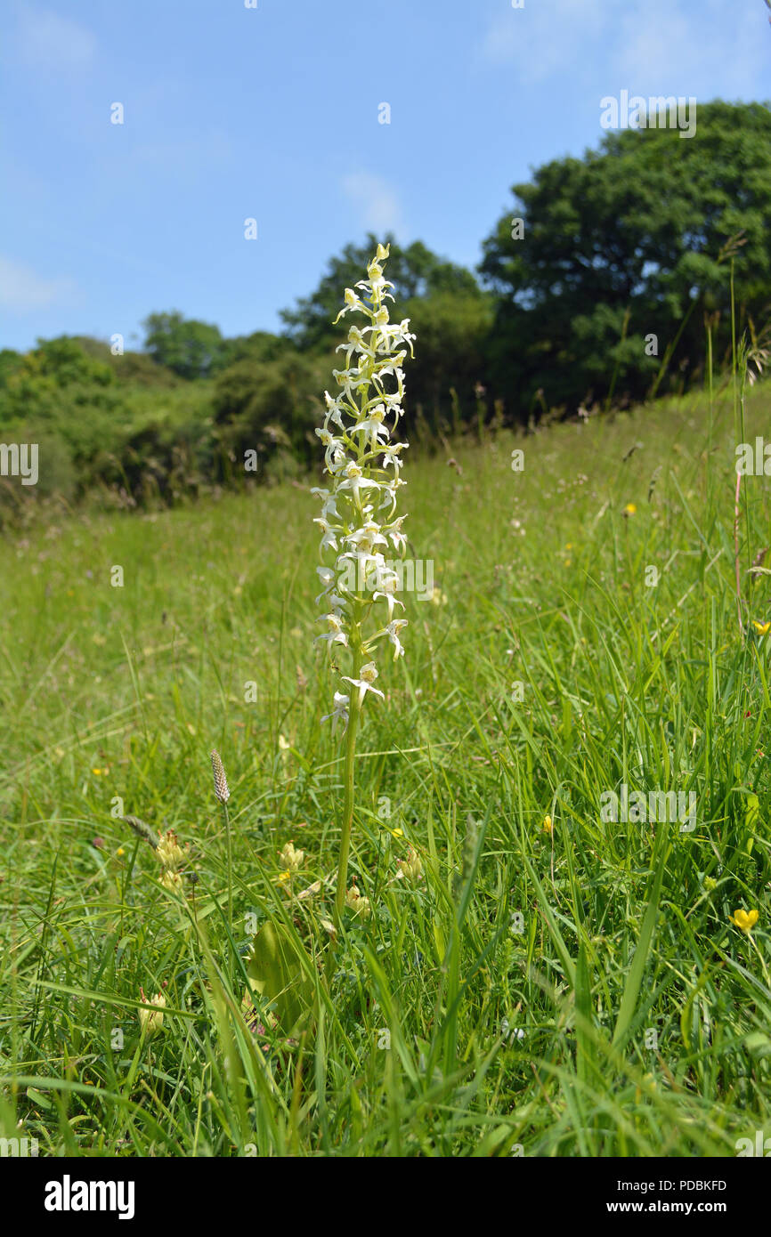 Größere Schmetterling Orchidee Stockfoto