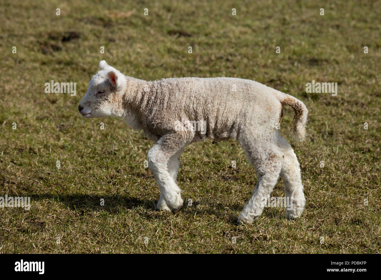 Kleines Lamm auf der Hallig Hooge, Nordfriesland, Schleswig-Holstein, Deutschland, Europa Stockfoto