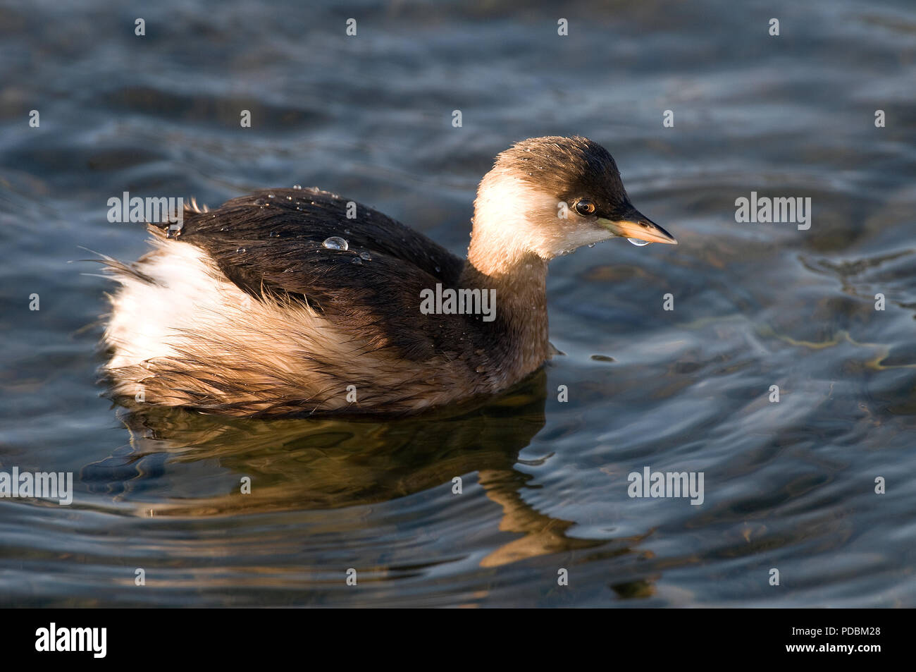 Grebe castagneux - Zwergtaucher - Podiceps ruficollis Stockfoto