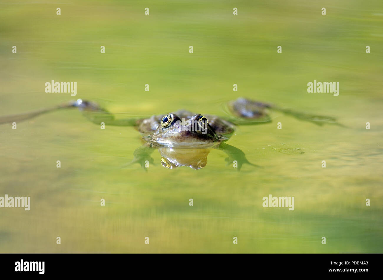 Grenouille de Lektion - Pool Frosch - Rana lessonae Stockfoto