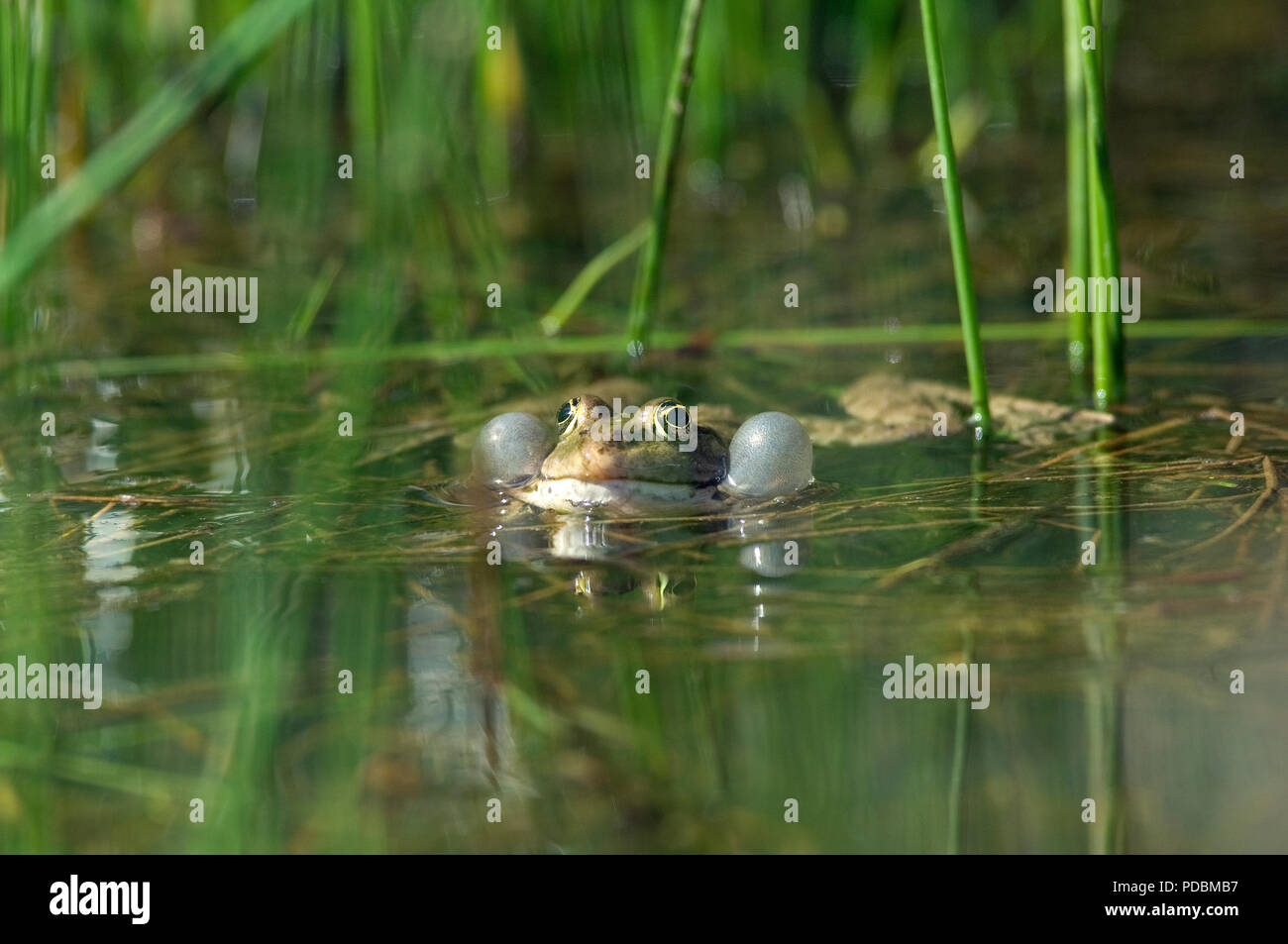 Grenouille de Lektion - sacs vocaux gonflés-Pool Frosch - Vocal sacs aufgeblasen - Rana lessonae Stockfoto