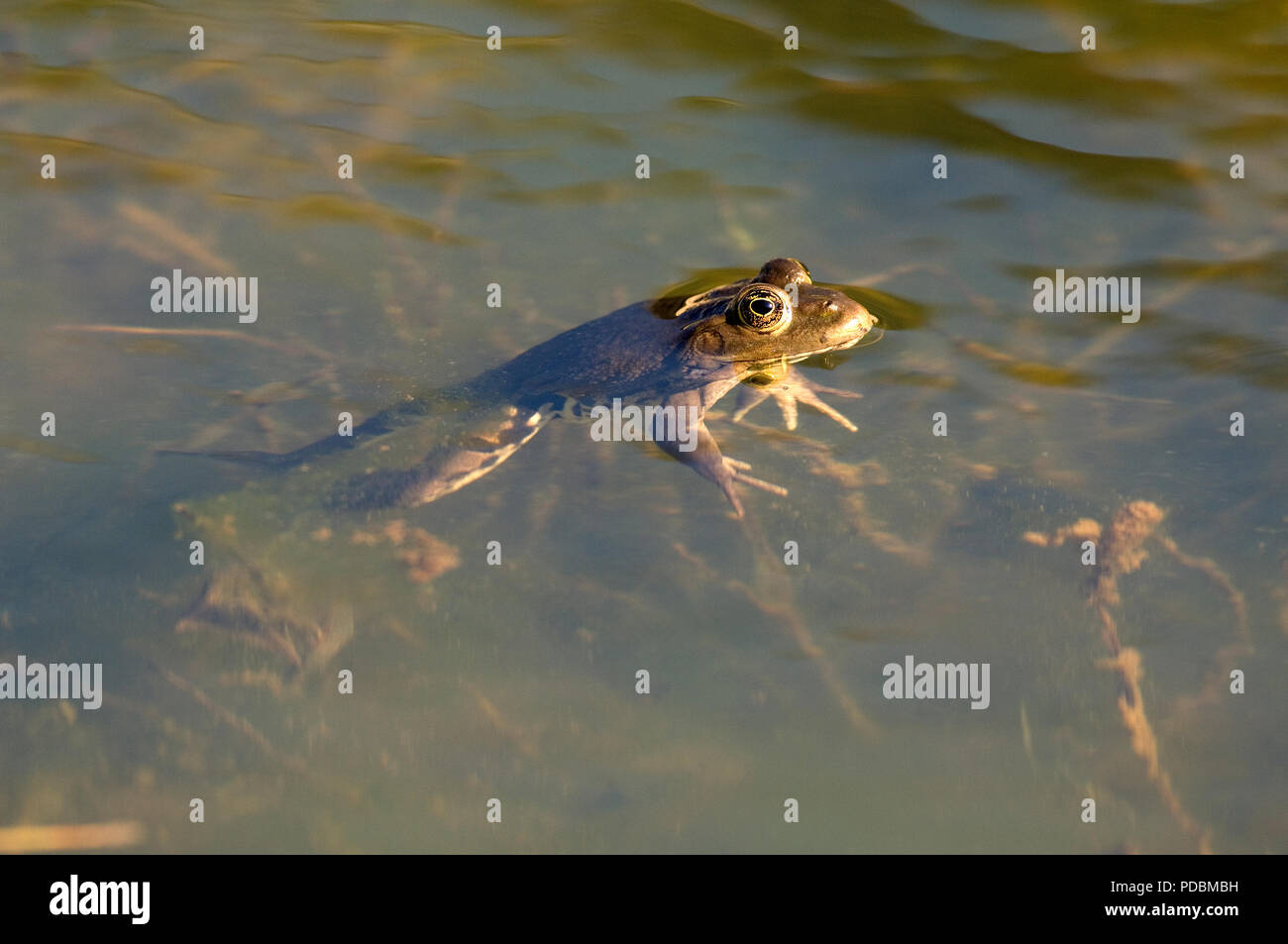 Grenouille de Lektion - Pool Frosch - Rana lessonae Stockfoto