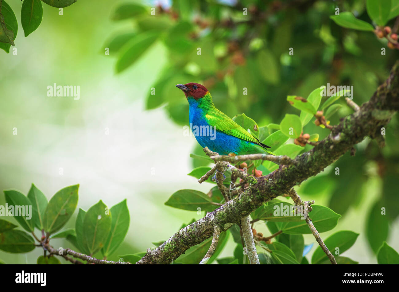 Tangara gyrola, Bucht Tanager ist eine bunte Vogel Bild in Panama genommen Stockfoto