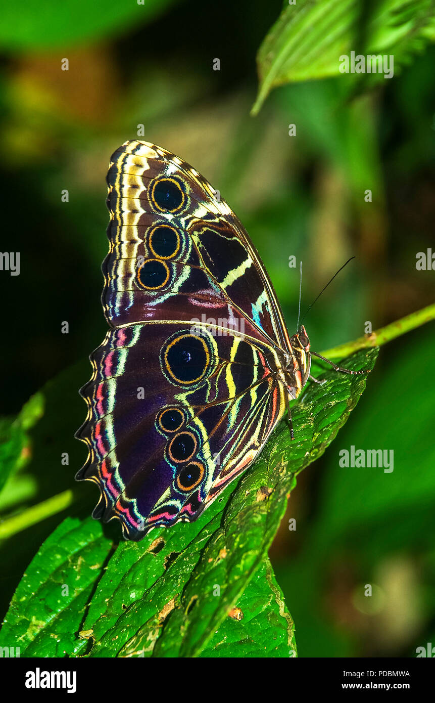 Blaue morpho Butterfly mit geschlossenen Flügeln Stockfoto
