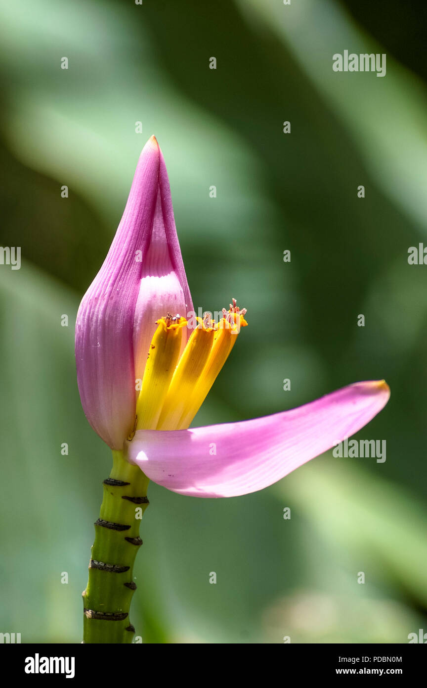 Tropische rosa Blume mit grünem Hintergrund Stockfoto