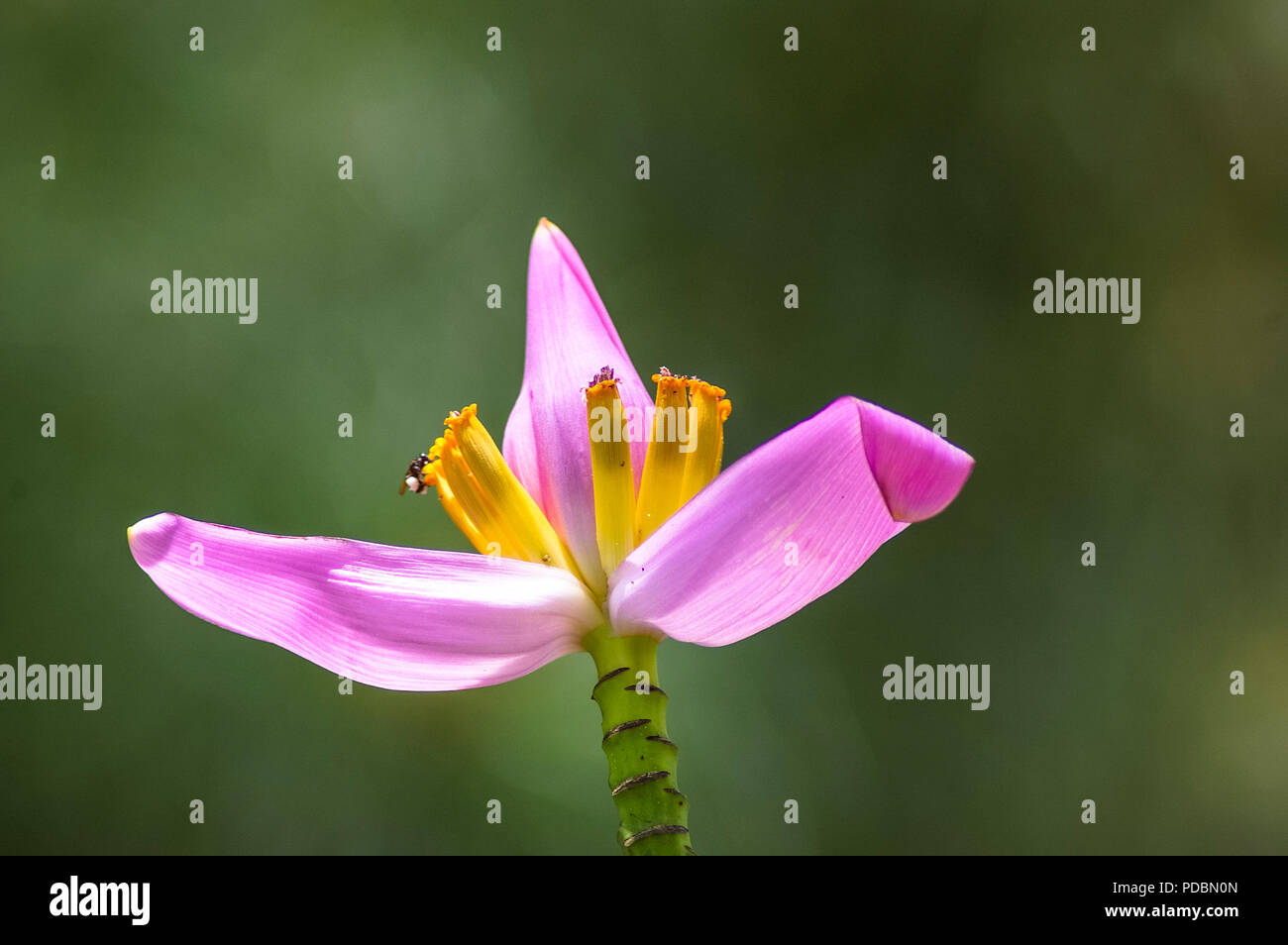 Tropische rosa Blume mit grünem Hintergrund Stockfoto