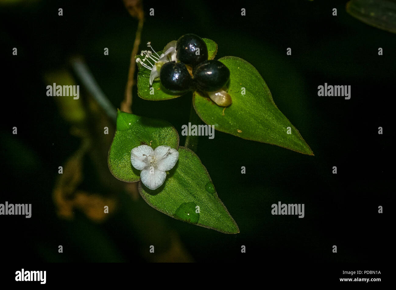 Seltene weiße Blume und schwarze Früchte wachsen in der Mitte ein grünes Blatt im Regenwald von Panama Stockfoto