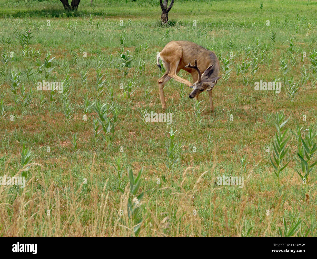 Wenn es juckt, kratzt es Stockfoto