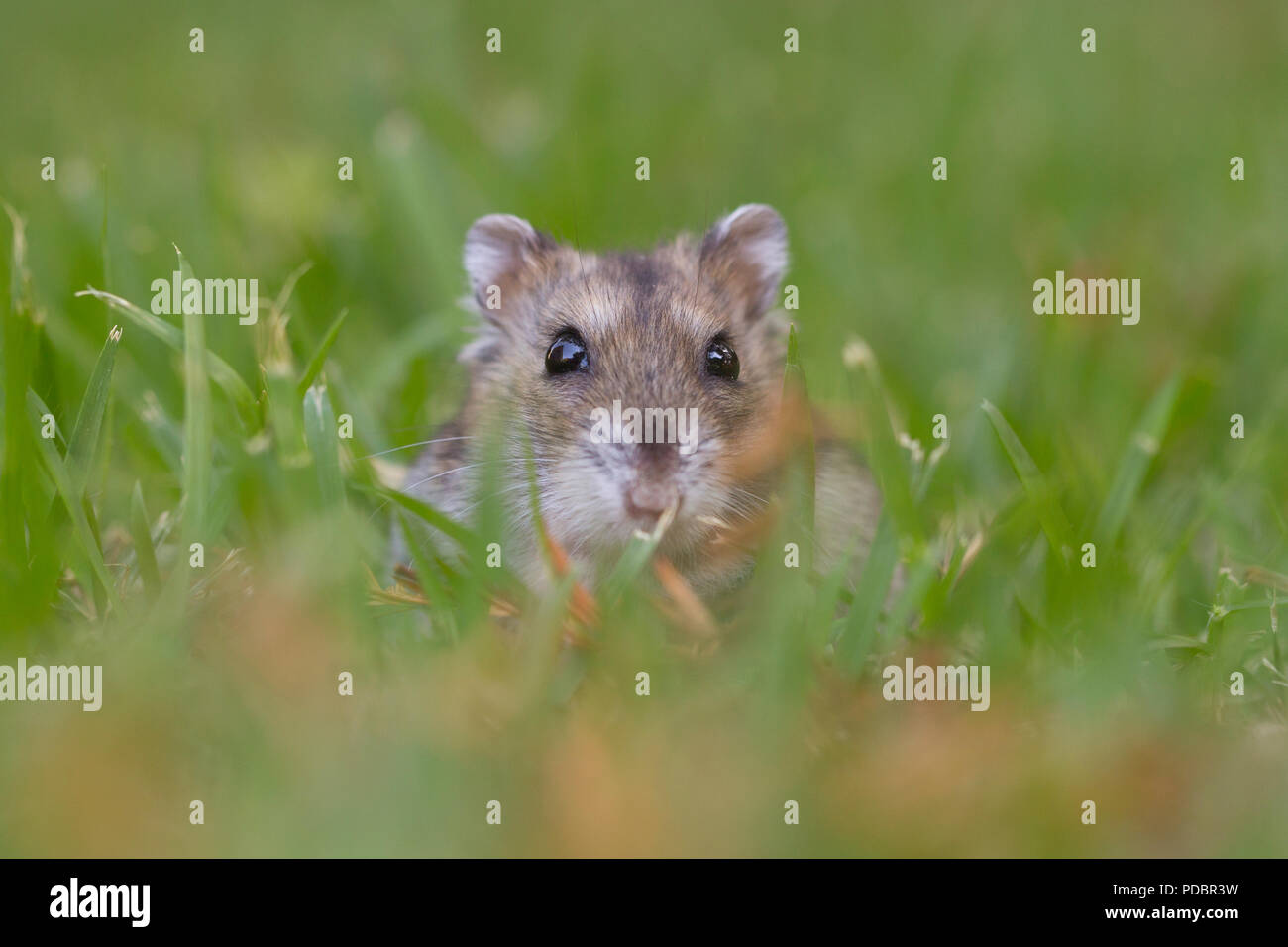Nahaufnahme und selektiven Fokus eines Dshungarischen Zwerghamster (Phodopus sungorus), auch als die Sibirischen hamster bekannt, auf dem Rasen. In Israel im Juli fotografiert. Stockfoto