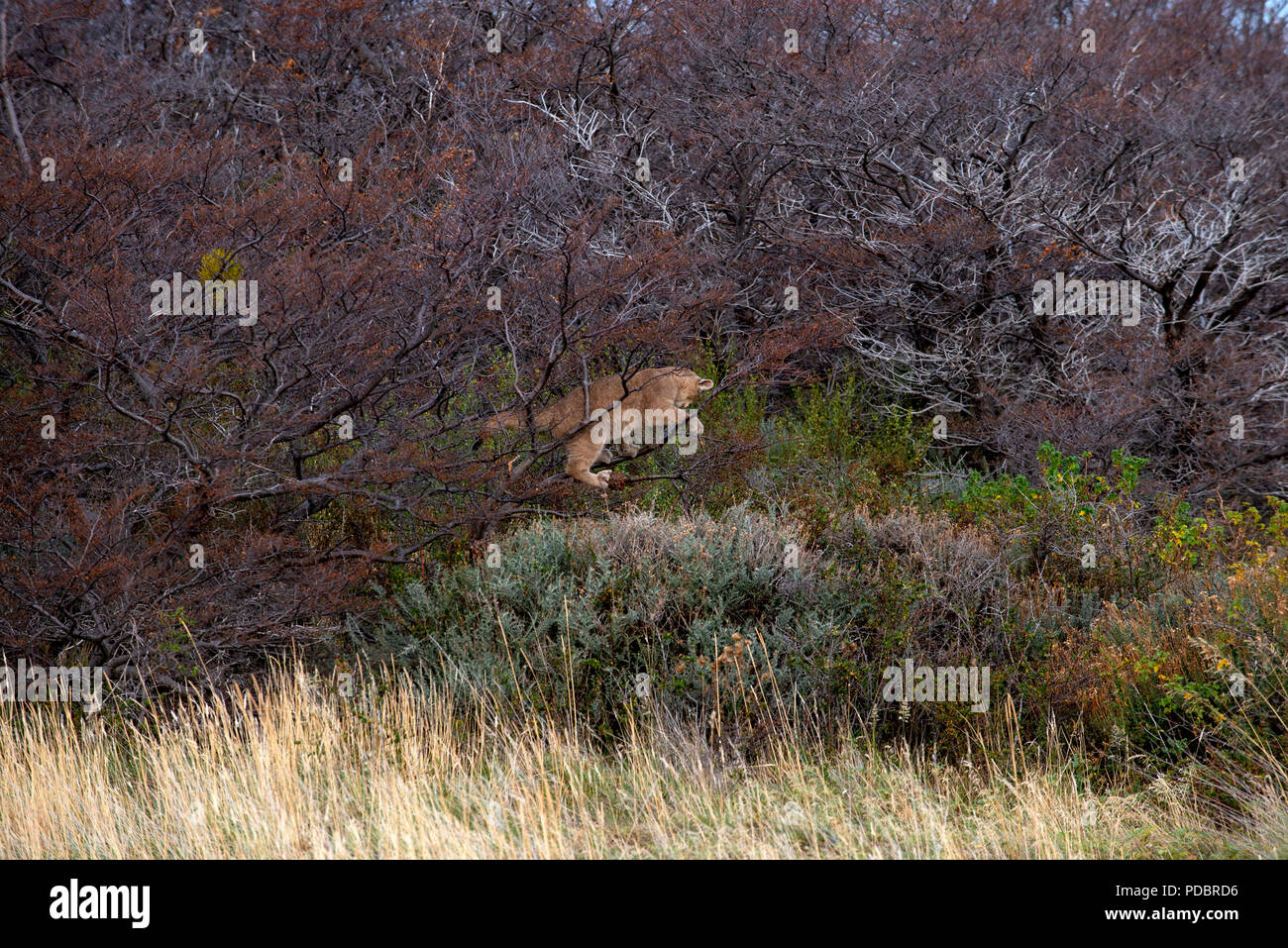 Patagonische Puma Cub (ca. 3 Monate) spielen in den Niederlassungen der kleinen südlichen Buche. Stockfoto