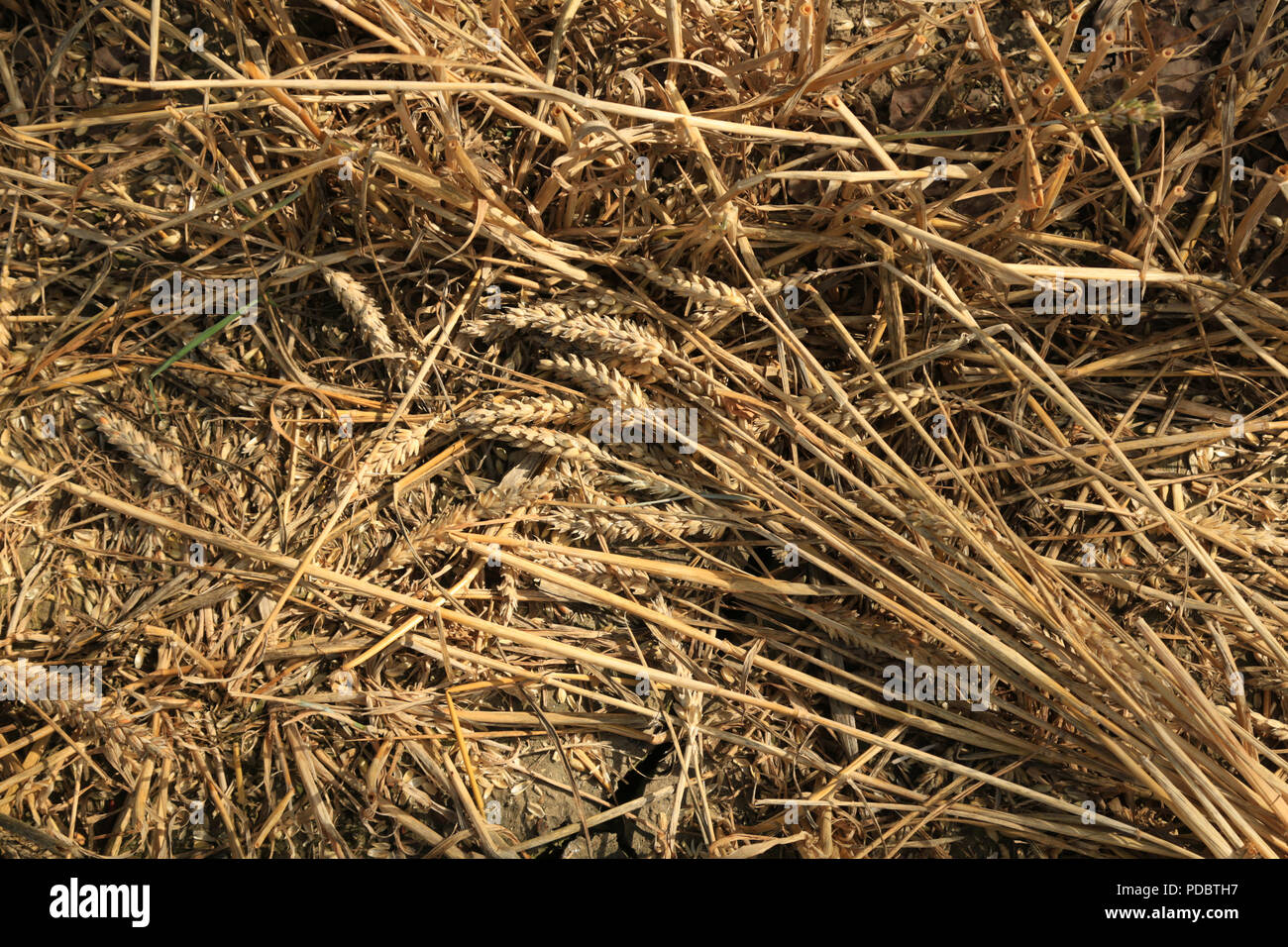 Abgeflachte Weizen links auf dem Feld nach der Ernte, England, UK. Stockfoto