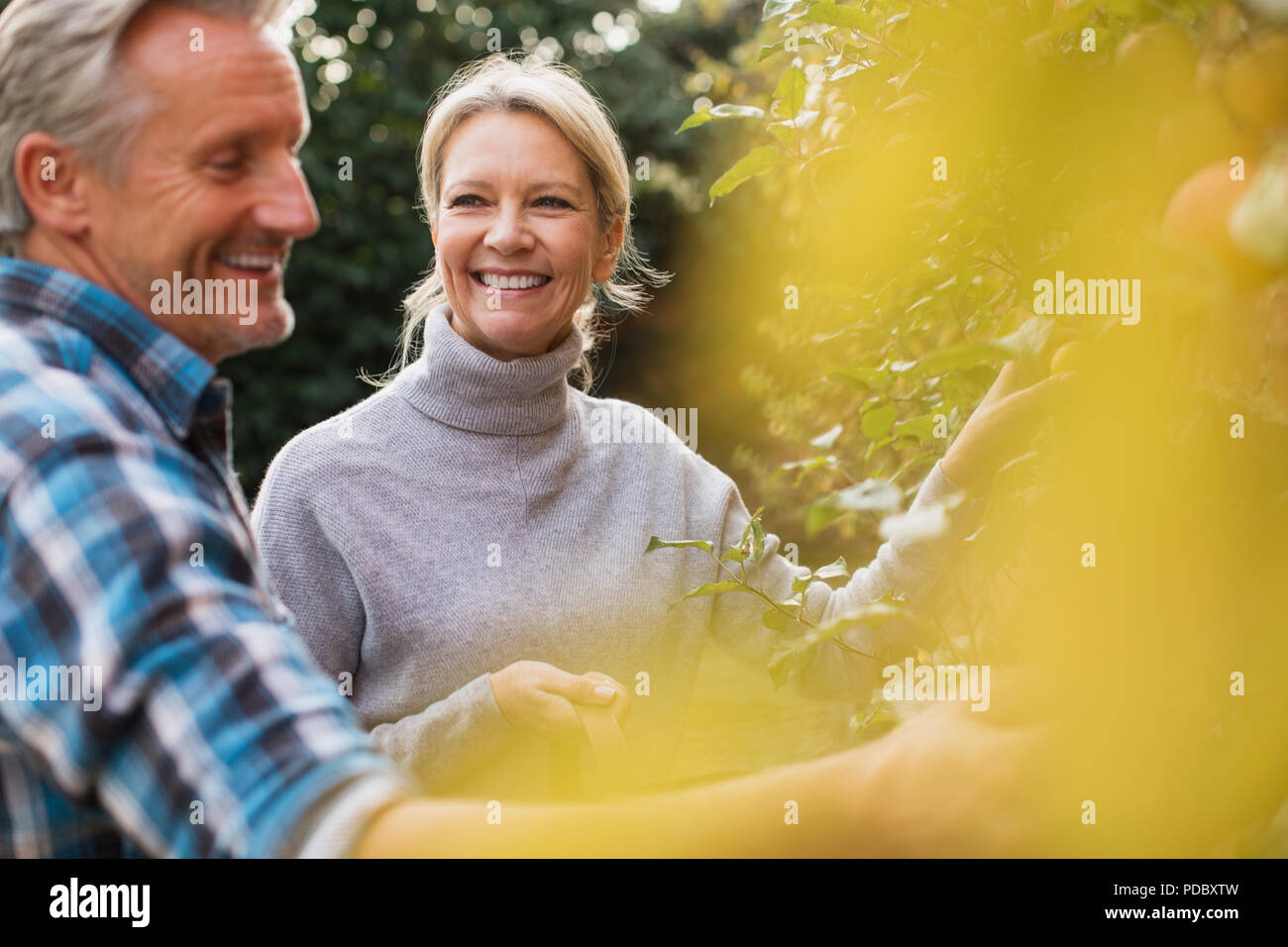 Lächelnd reifes Paar ernten Äpfel im Garten Stockfoto