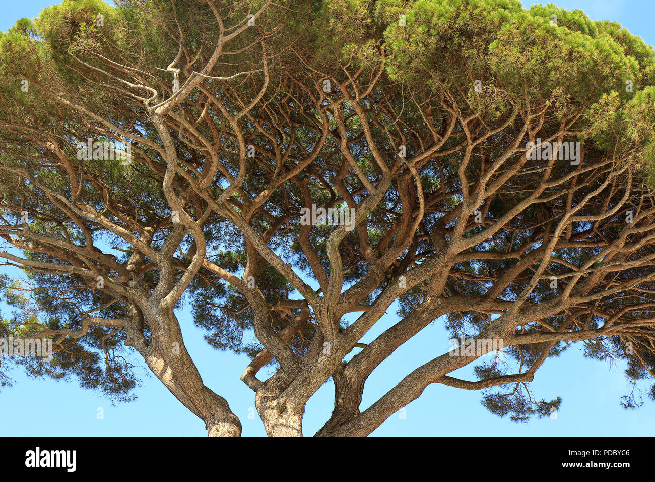 Alte Zweige der Italienischen Stone Pine Tree verdreht Stockfoto