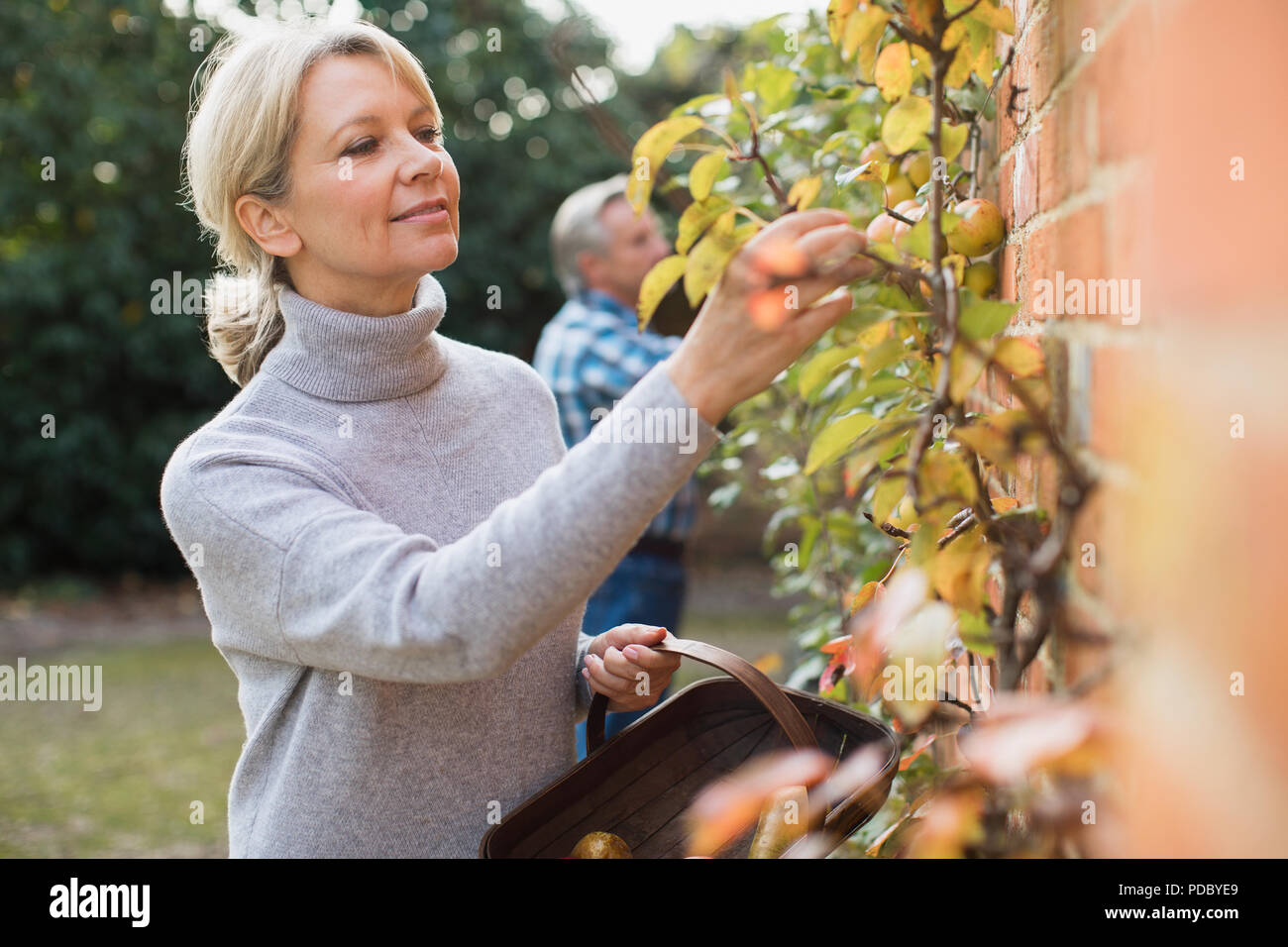 Reife Frau ernten Äpfel im Garten Stockfoto