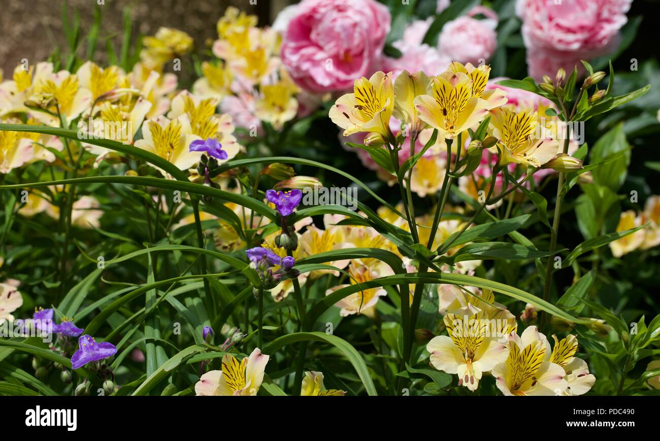 Alstroemeria 'Yellow Freundschaft' auch als Peruanischen Lilie mit rosa Pfingstrosen im Hintergrund bekannt Stockfoto