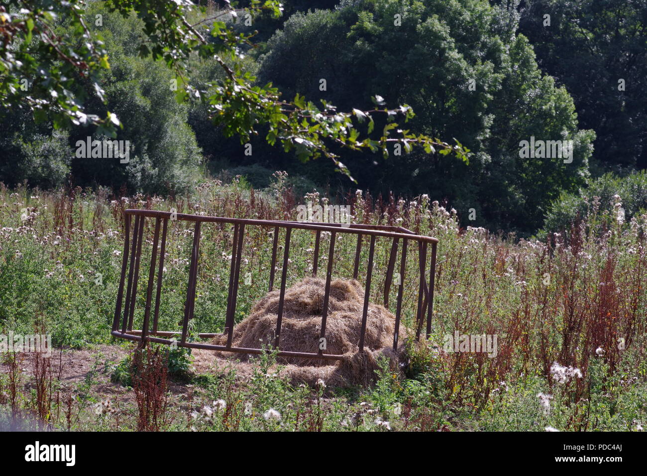 Heu füttern in Metall Feststoffeintrag in einem üppig bewachsenen Ecke. ein Schaf auf der Weide. Whitestone, Exeter, Devon, Großbritannien. Stockfoto