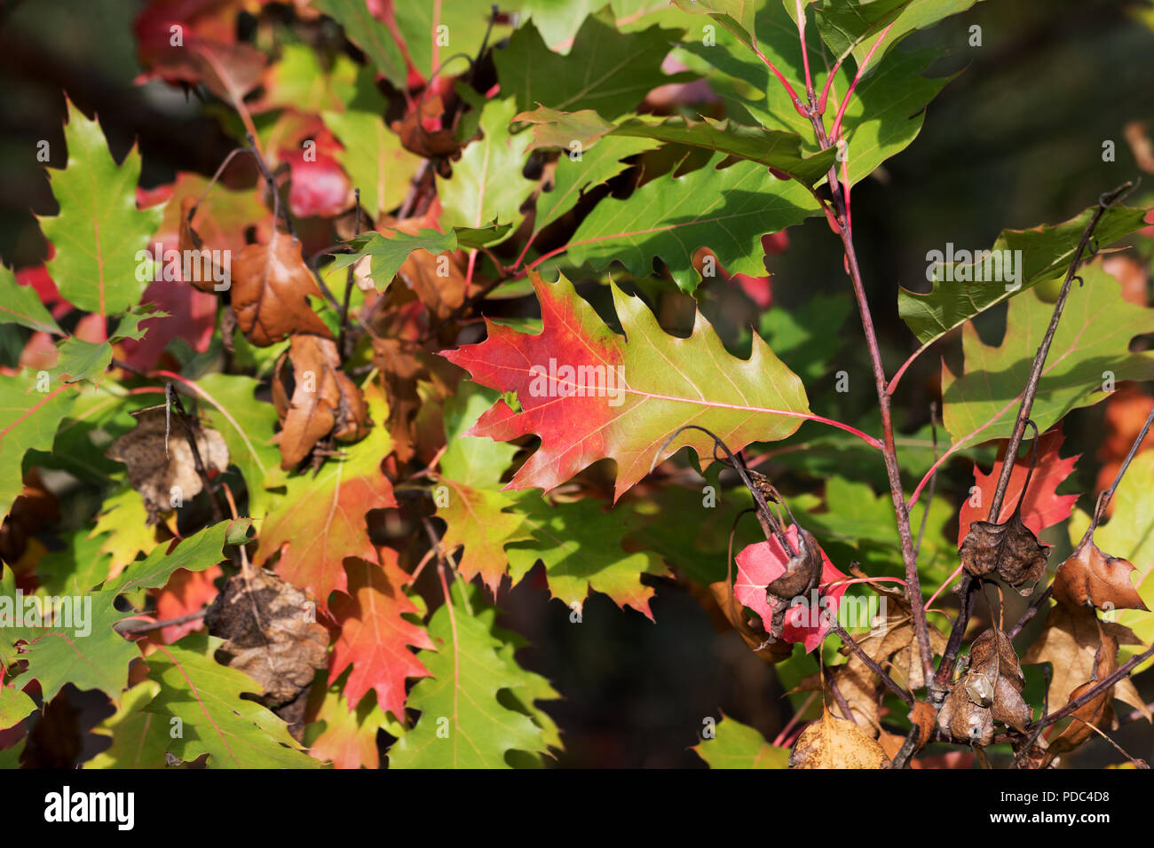 Eiche (Quercus rubra) mit bunten Blätter im Herbst Wald am schönen sonnigen Tag Stockfoto