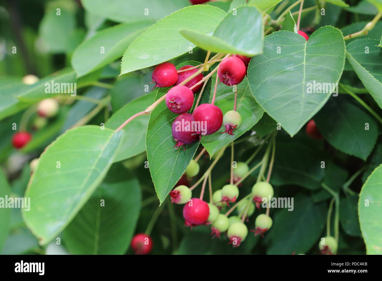 Juni Beeren im Garten Stockfotografie - Alamy