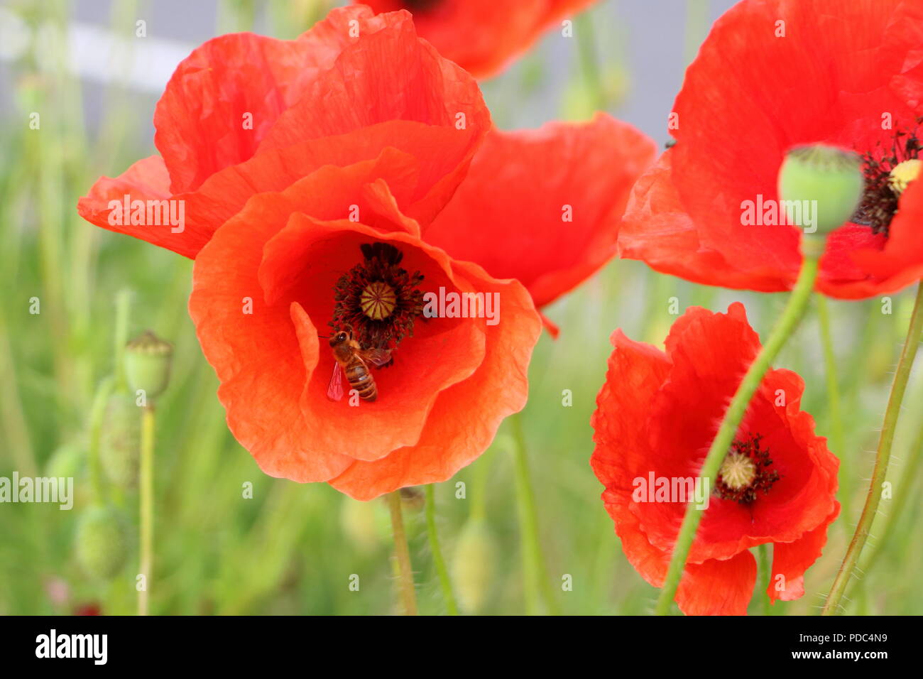 Roter Mohn mit einer Biene in die Blume Stockfoto