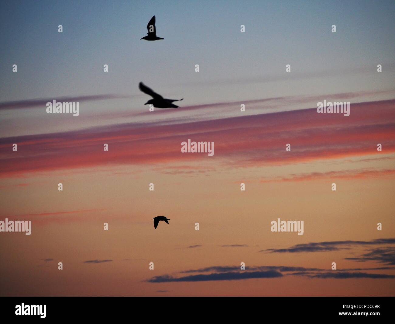 Drei Möwen fliegen gegen einen Himmel von der untergehenden Sonne, Maryport, Cumbria, Vereinigtes Königreich Stockfoto