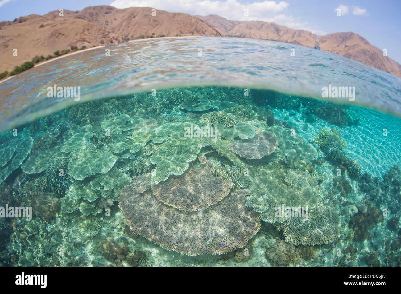 Eine schöne noch zerbrechlich Coral Reef wächst in den Untiefen der Komodo National Park, Indonesia. Die Gegend ist für ihre Drachen und Korallenriffe bekannt. Stockfoto