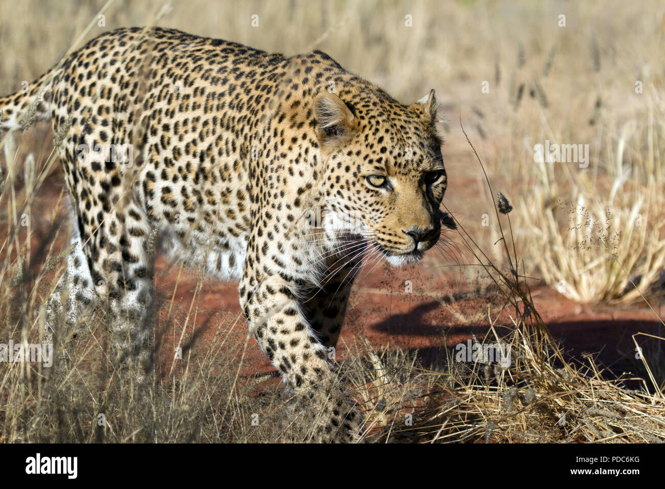 Männliche Leopard (Panthera pardus), Okonjima Nature Reserve, Namibia. Stockfoto