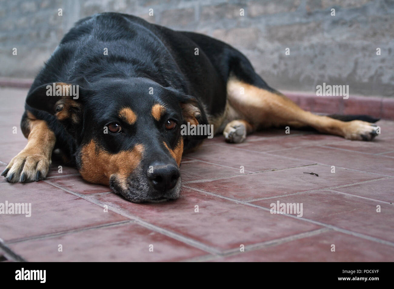 Mendoza, Argentinien 01.02.2014. Hund in seinem Haus, de Godoy Cruz Stadt. Foto: Axel Lloret/ARGRA 2.250 Stockfoto