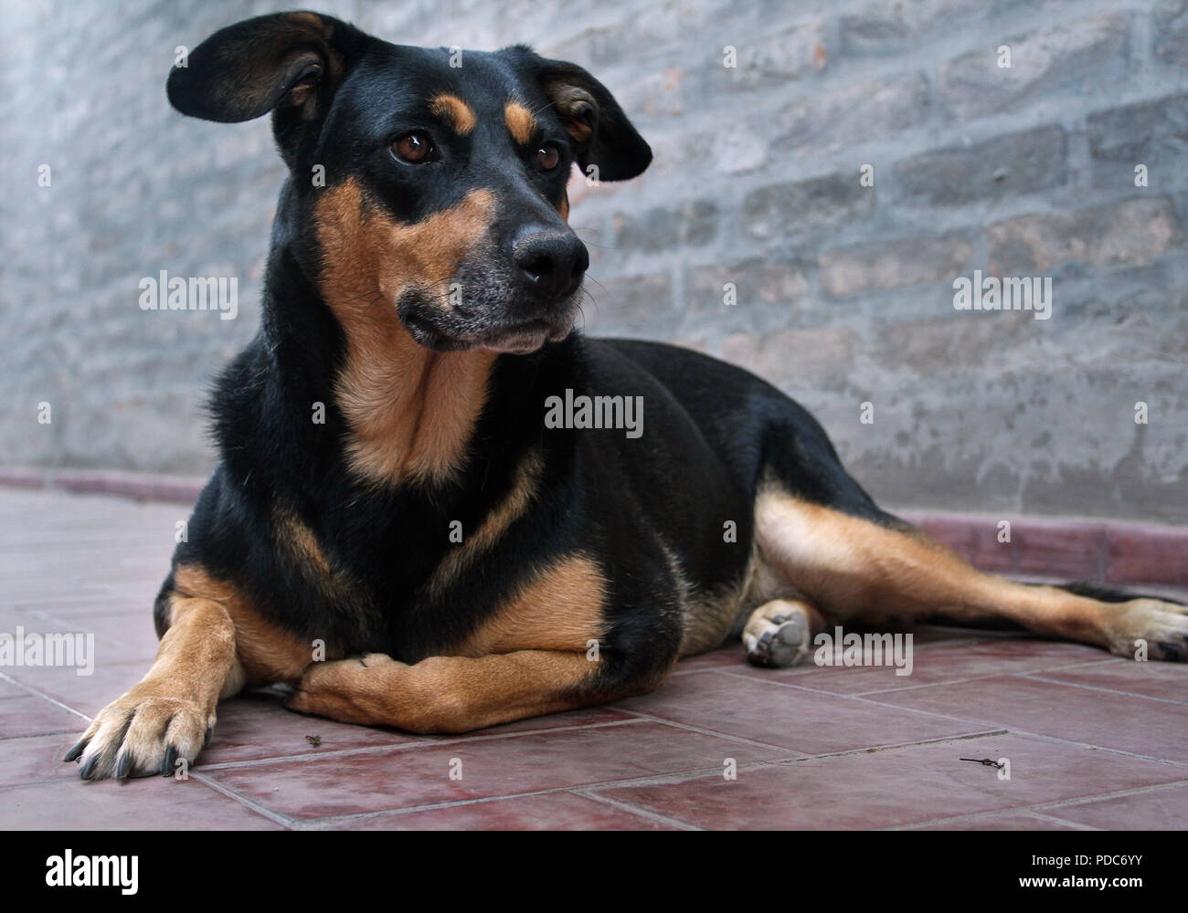 Mendoza, Argentinien 01.02.2014. Hund in seinem Haus, de Godoy Cruz Stadt. Foto: Axel Lloret/ARGRA 2.250 Stockfoto