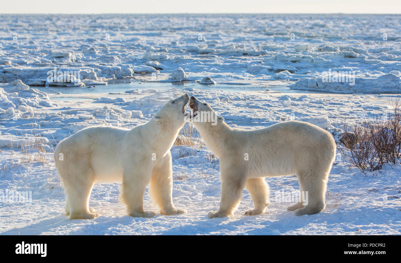 Eisbären Jawing bei Seal River Lodge, Winnipeg, Kanada Stockfoto