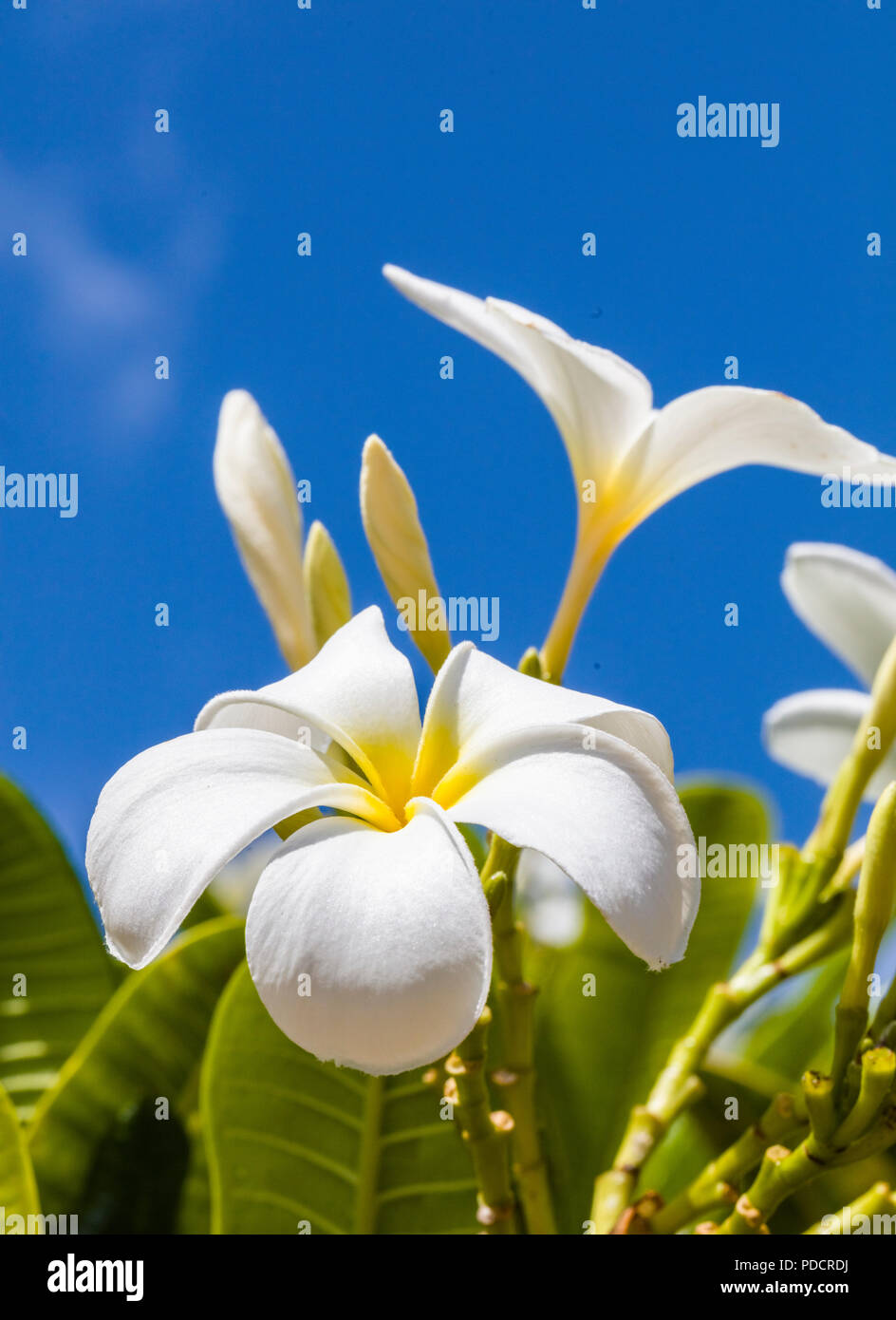 Weiß mit gelber Mitte Plumeria Blüten sind auch als Lei Blumen und Frangipani bekannt ist und verwendet wird, um traditionellen Hawaiianischen leis Ggeen ein blauer Himmel Stockfoto