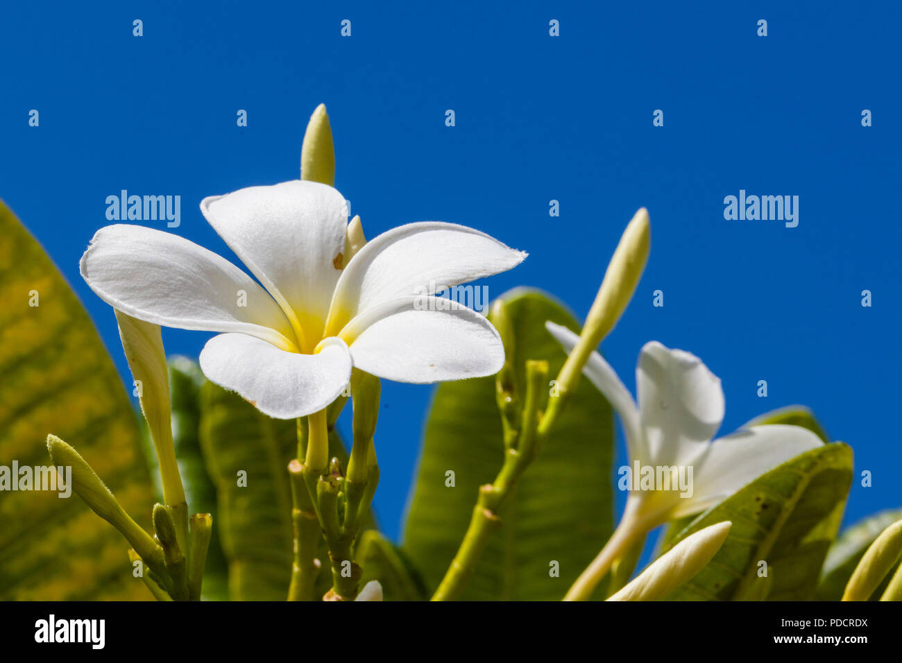 Weiß mit gelber Mitte Plumeria Blüten sind auch als Lei Blumen und Frangipani bekannt ist und verwendet wird, um traditionellen Hawaiianischen leis Ggeen ein blauer Himmel Stockfoto