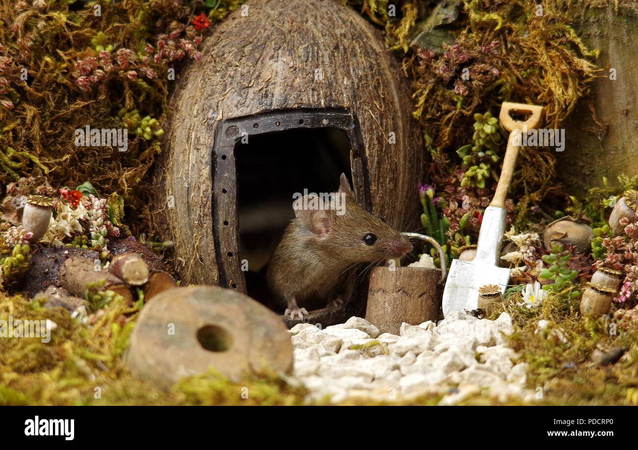 Wilden garten Maus Stockfoto