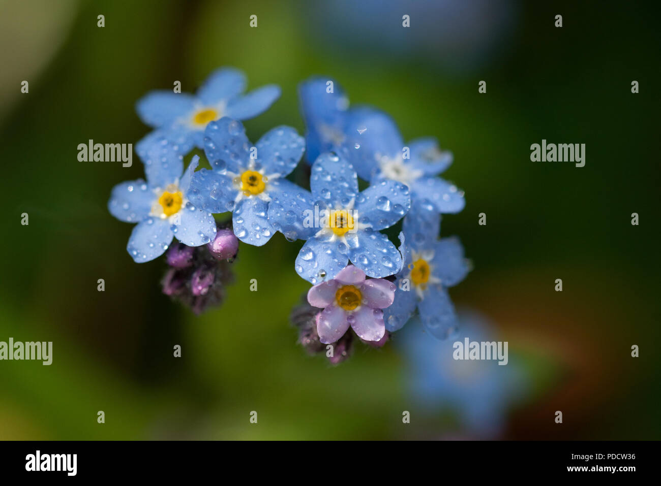 Alpine Forget-Me-Not Stockfoto