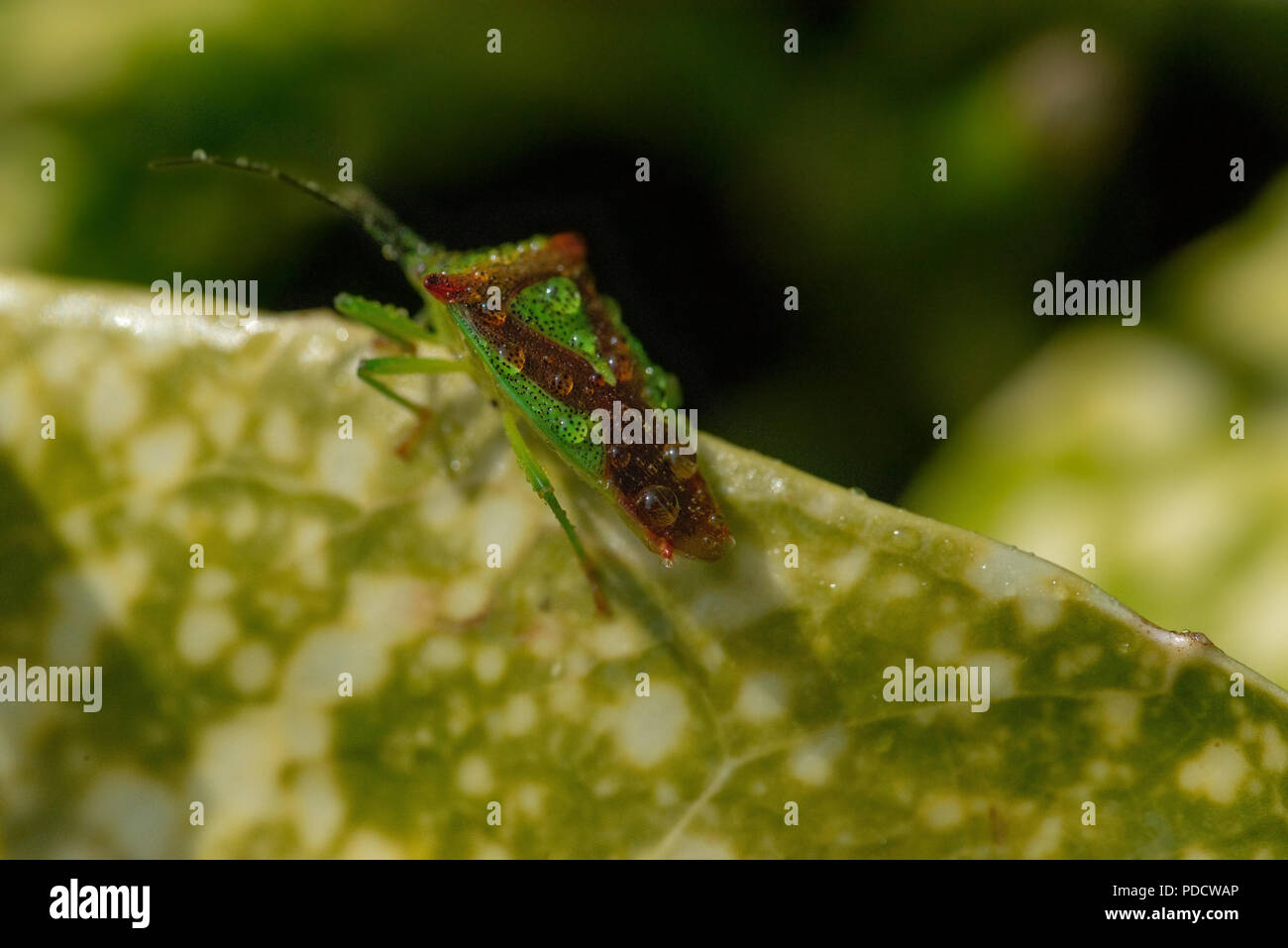 Shieldbug nach links Stockfoto