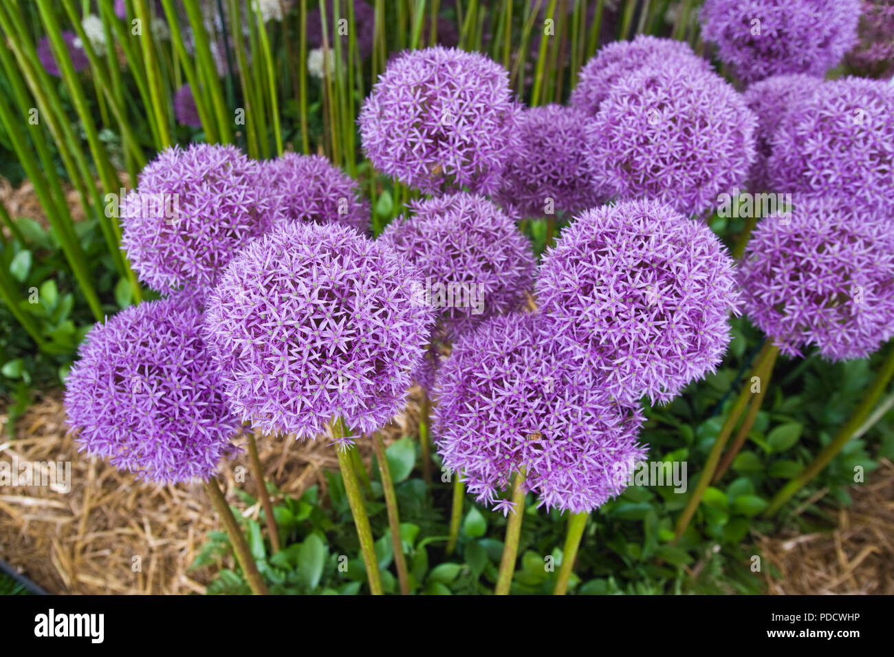Anzeige von alliums an RHS Tatton Park flower show Cheshire England Großbritannien Stockfoto