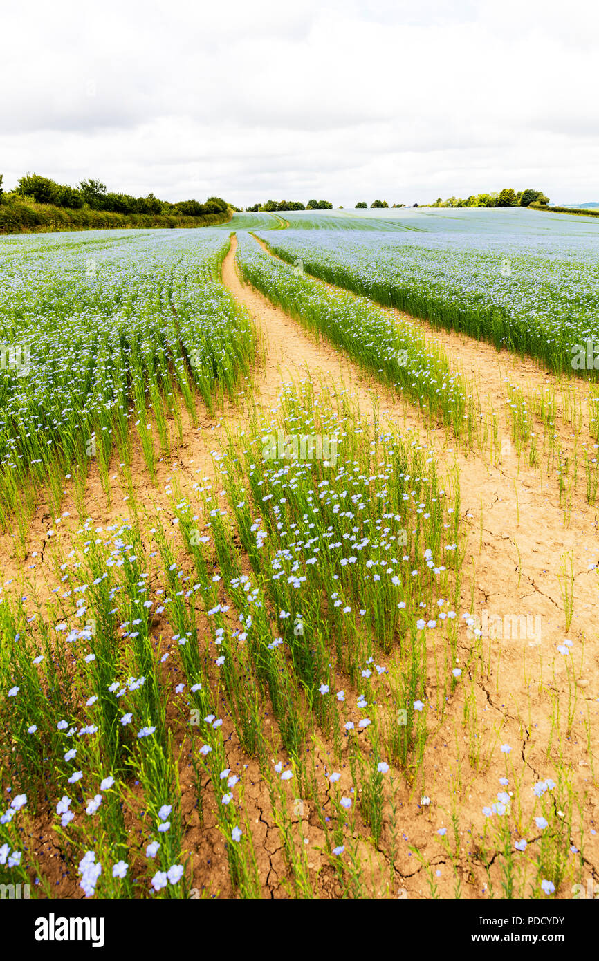Leinsamen Getreide, Leinsamen, Leinöl Bauernhof Getreide, Leinsamen, Leinsamen, Leinöl, Leinöl Blume Blumen Blüte, Leinsamen, Leinöl, Leinsamen, Großbritannien Stockfoto