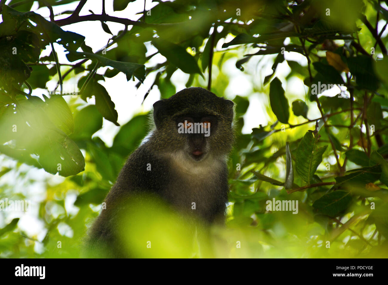 Die Syke oder sanfte Affe ist der einzige andere Arten von Primaten gefunden auf Sansibar, zusammen mit der Roten Stummelaffen und Menschen. Stockfoto