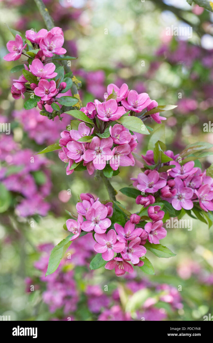 Malus blühen. Apfelblüte im Frühjahr. Stockfoto