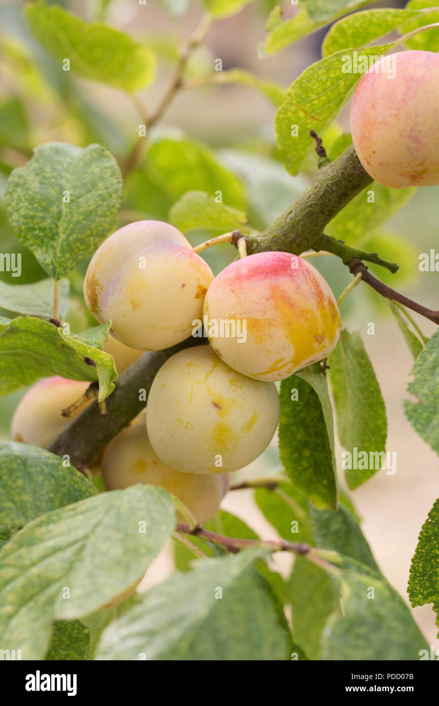 Prunus domestica bin Monsieur Jaune". Pflaume bin Monsieur Jaune". Stockfoto