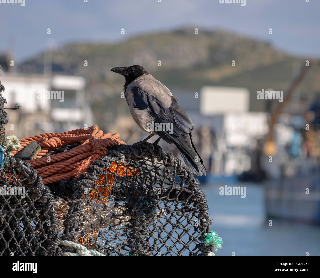 Eine Nebelkrähe (Corvus Cornix) sitzt auf einem Lobster Pot in Howth Hafen. Stockfoto